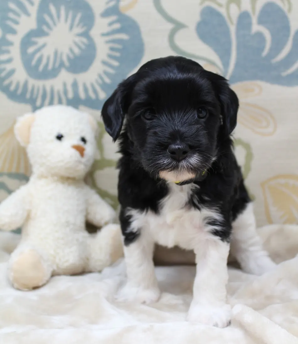 Clara Jane and Bear’s pups are home