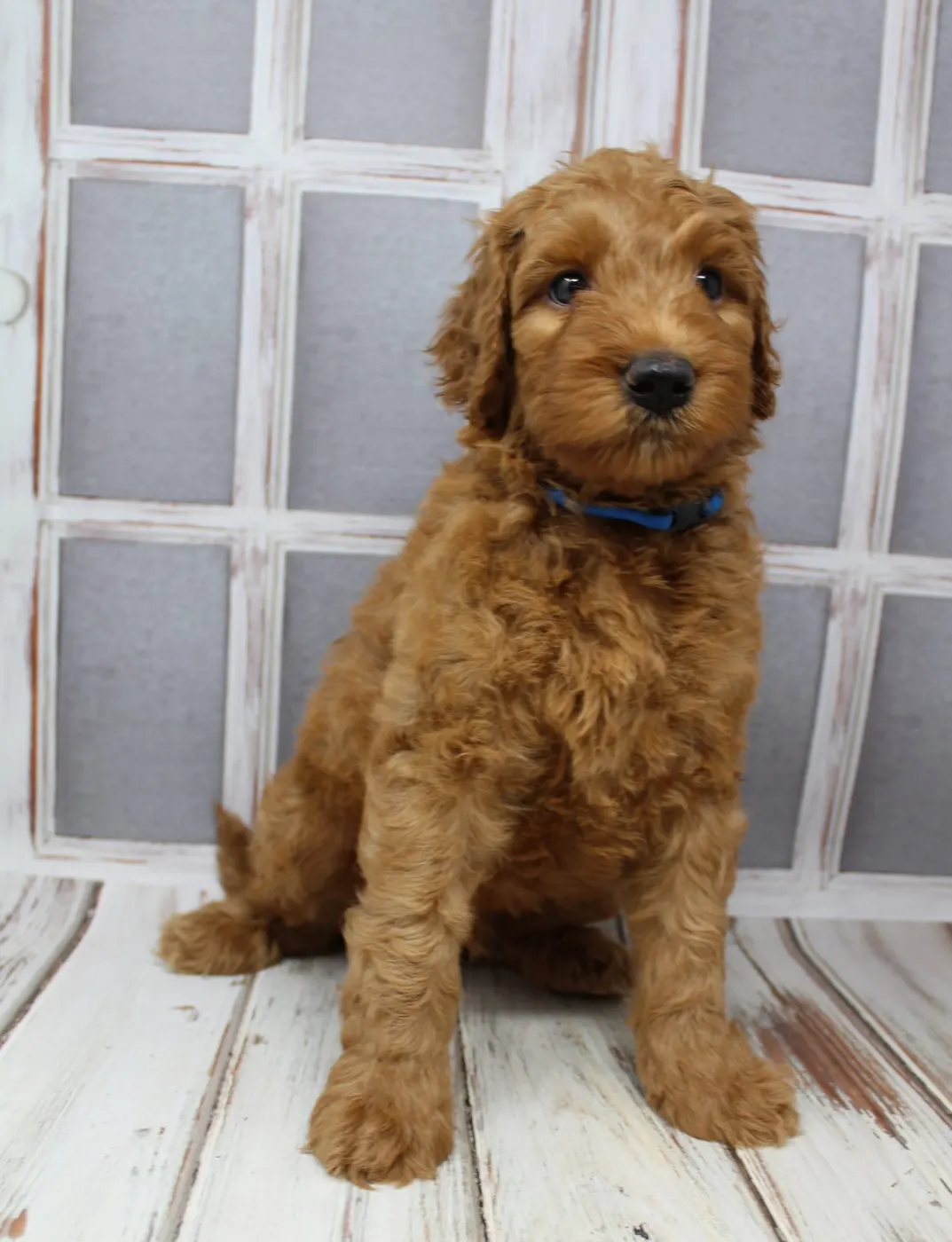 Bella and Gunner’s Bumble Bee puppies are home