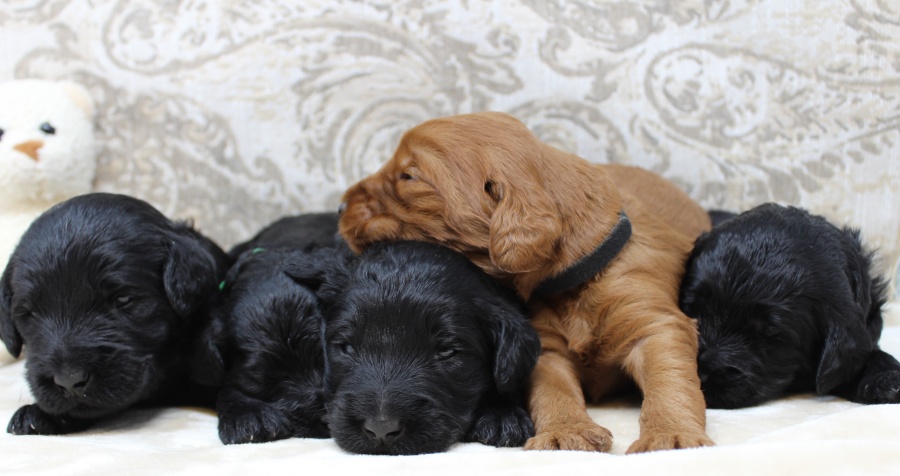 Standard labradoodle puppies black