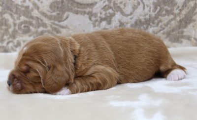 One week Keegan black collar