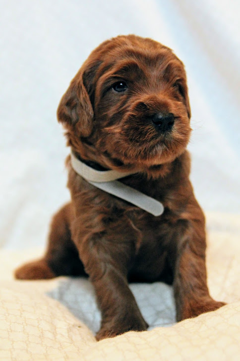 Hazel and Barkley’s puppies are home