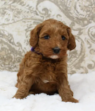 Mabel and Nelson's puppies are growing up