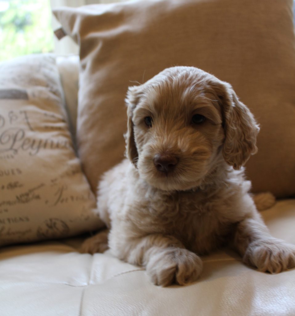 Lizzy and Basil’s pups went home