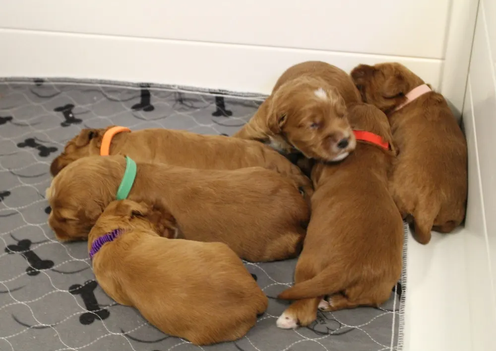Ally and Watson’s litter is home