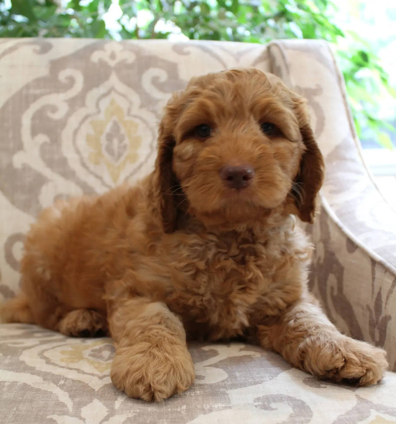 Gracie’s puppies are with their forever families