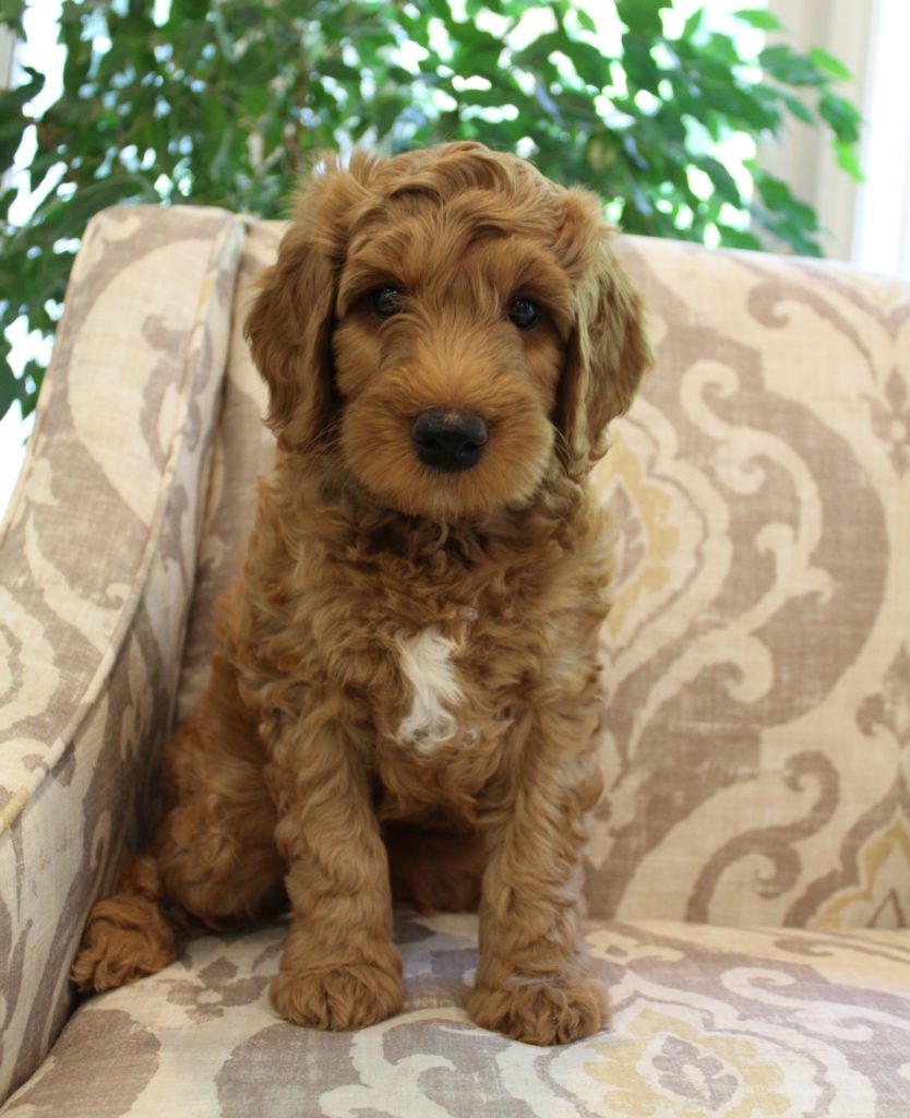 Katie and Gunner’s puppies are home!