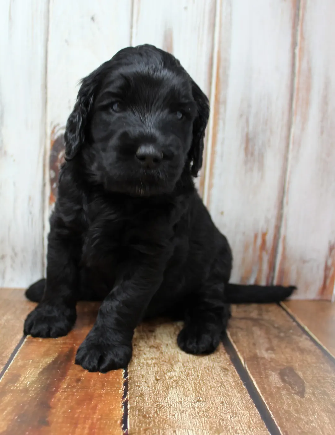 Gracie’s puppies are with their forever families