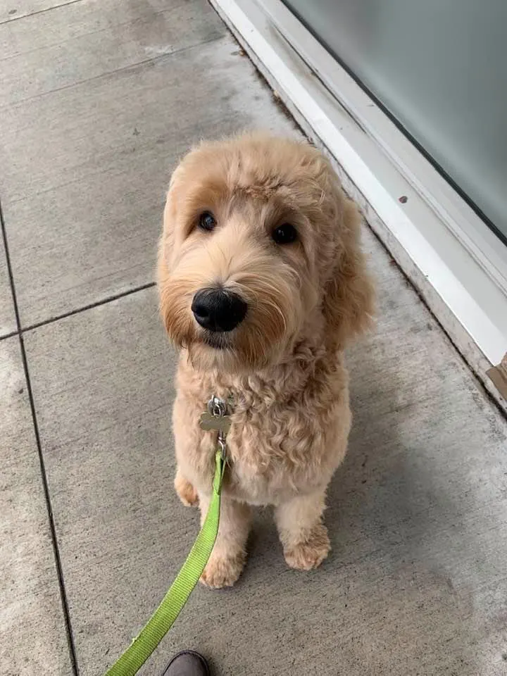 Best Washington Australian Labradoodle breeders
