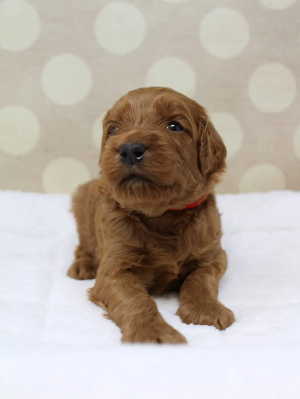 Bella and Gunner’s Bumble Bee puppies are home