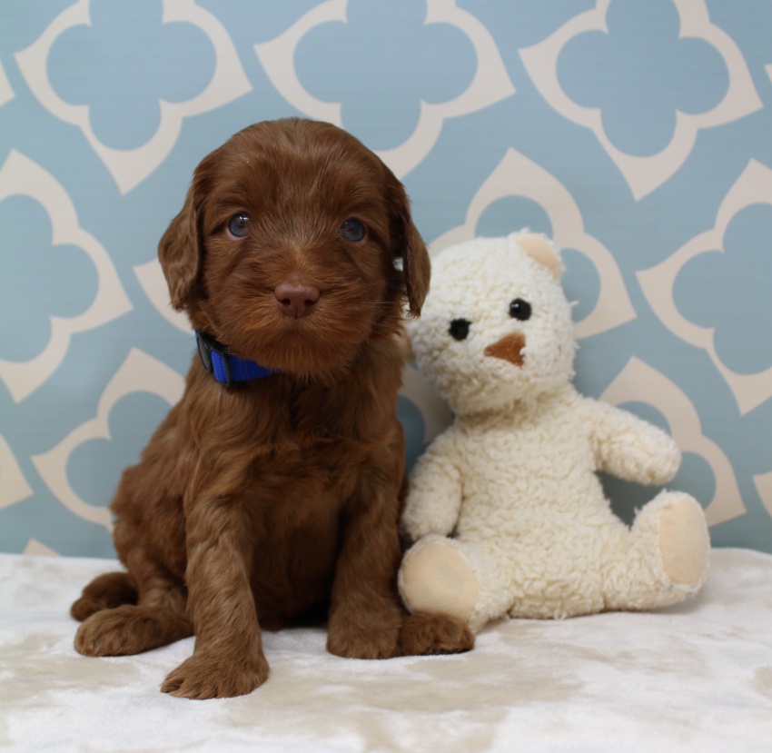 Hazel and Barkley’s puppies are home