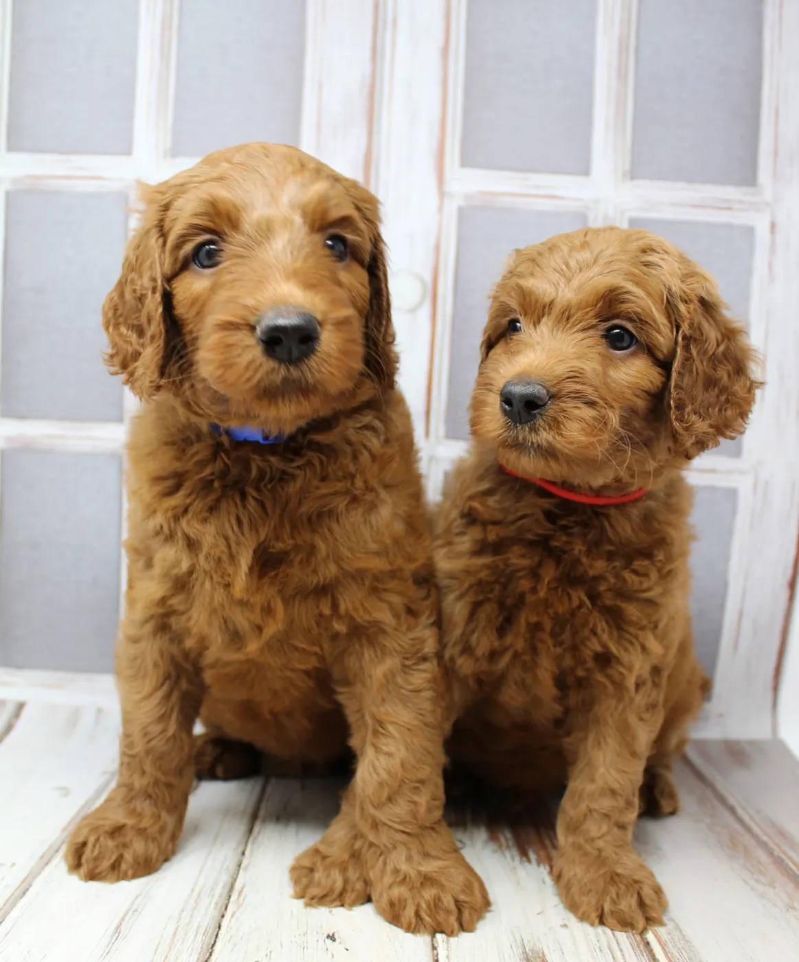 Bella and Gunner’s Bumble Bee puppies are home