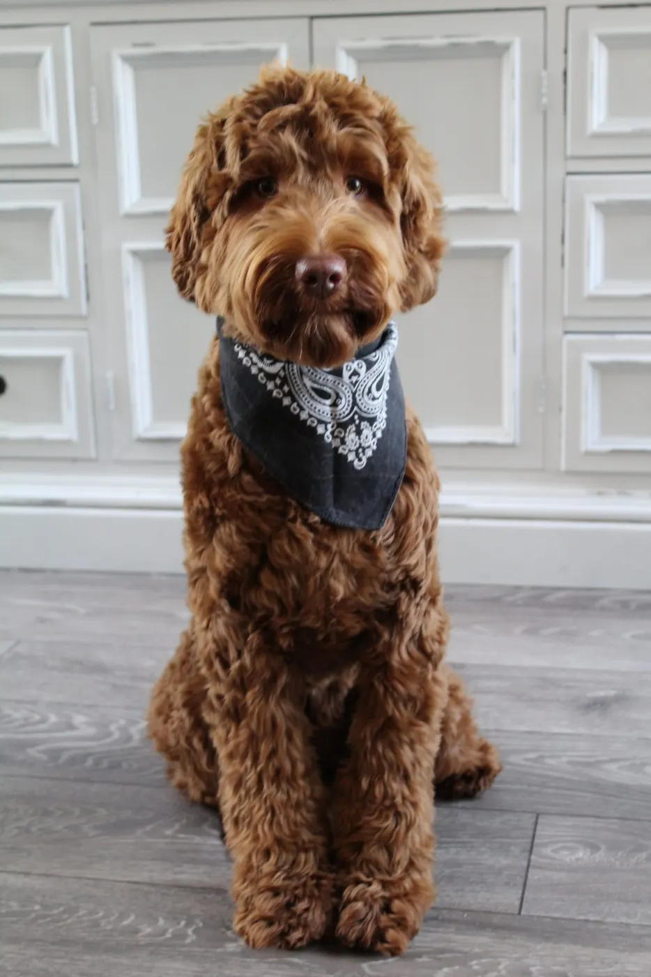Lola, our caramel girl brings us medium and standard size pups