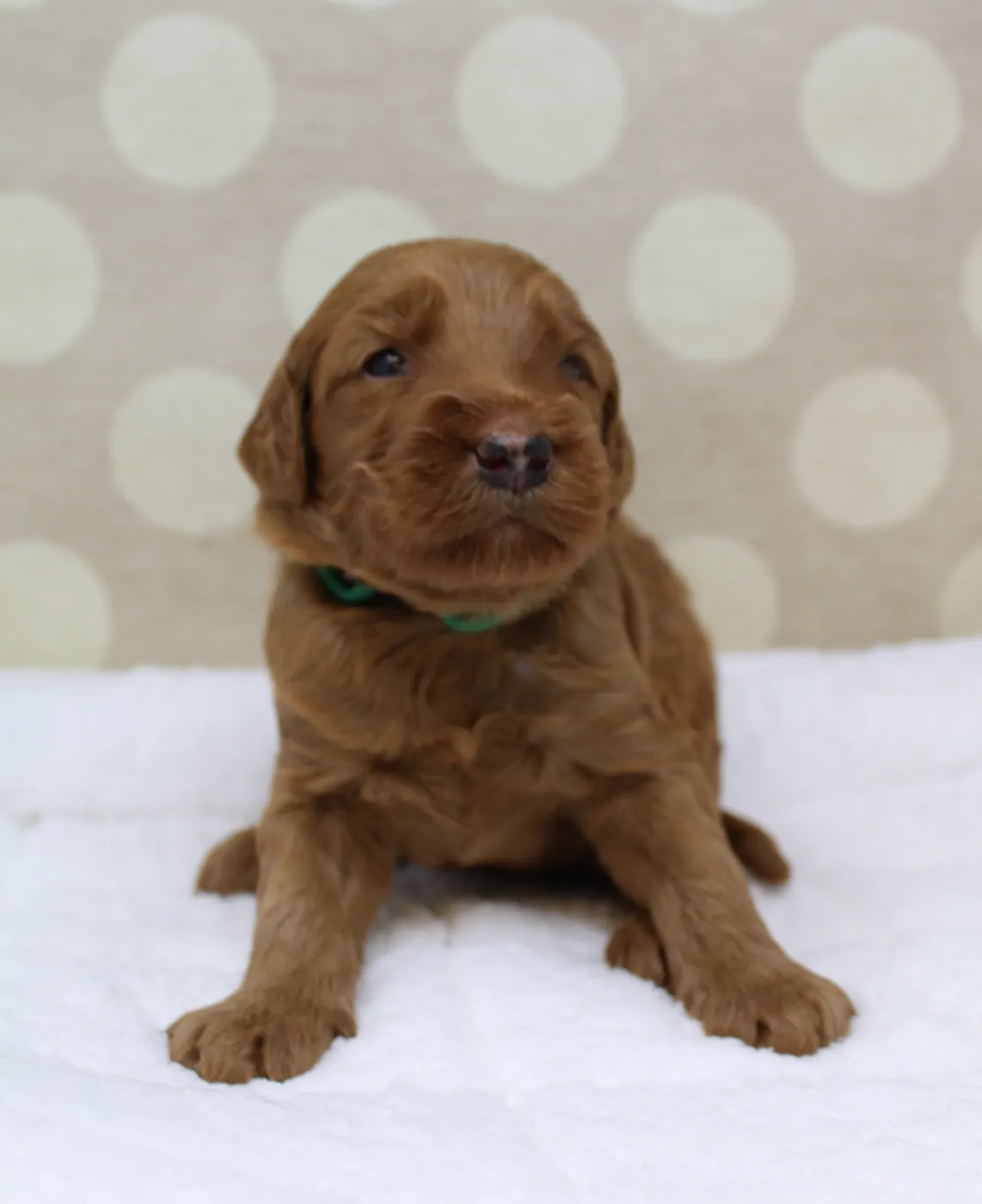 Bella and Gunner’s Bumble Bee puppies are home