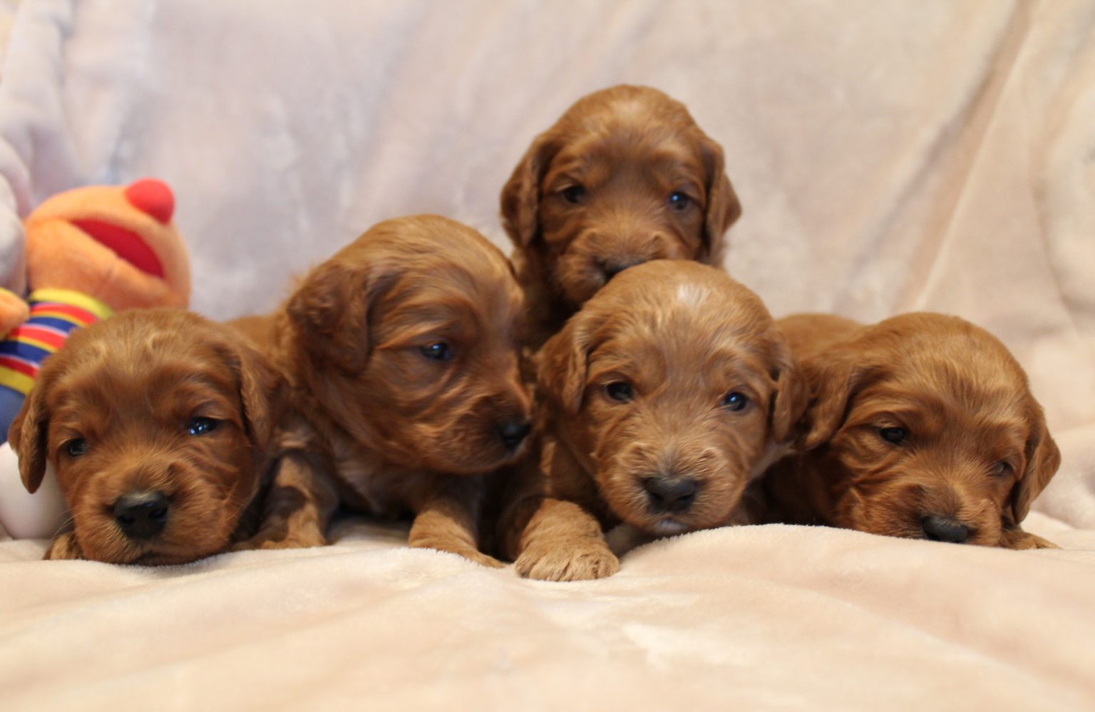 Katie and Gunner’s puppies are home!