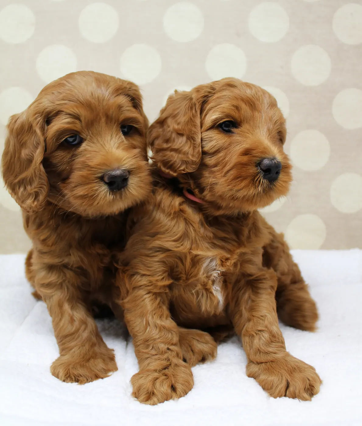 Roo and Barkley’s Puppies