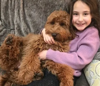 Valley Vineyard Labradoodle