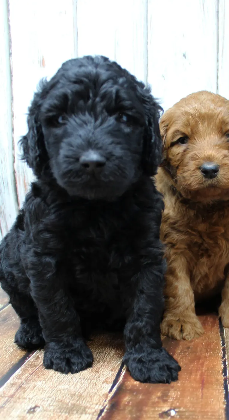 Gracie’s puppies are with their forever families