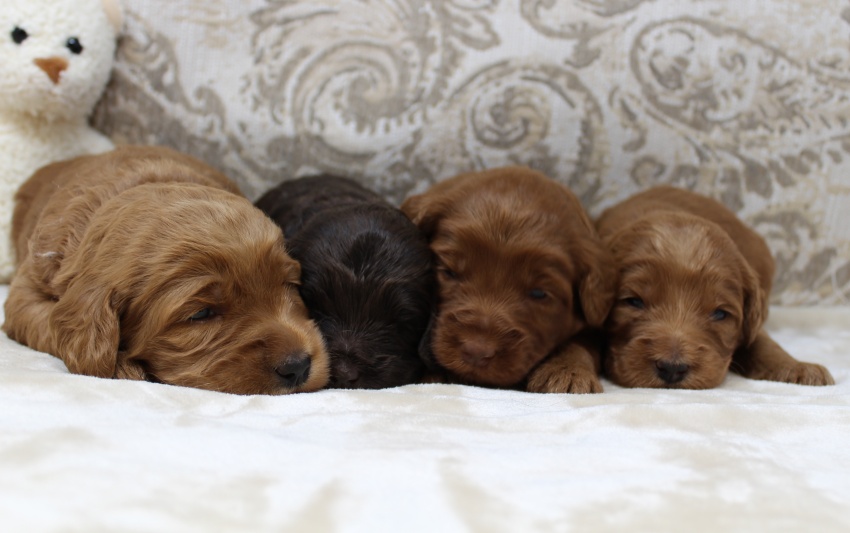 labradoodle puppies available
