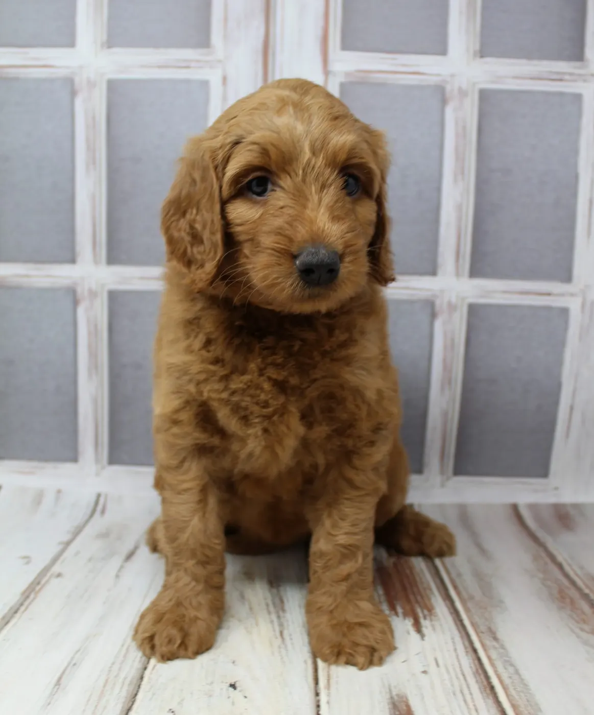 Bella and Gunner’s Bumble Bee puppies are home