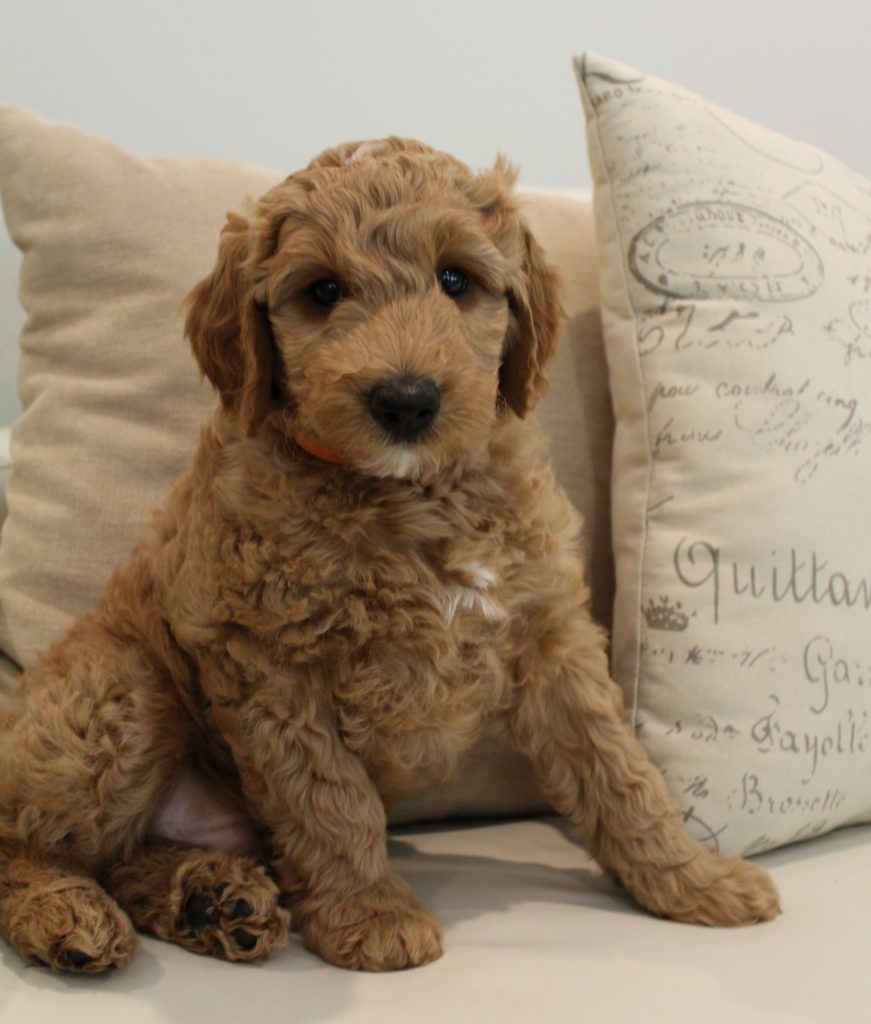 Australian Labradoodle puppies