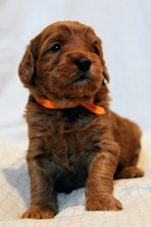 Hazel and Barkley’s puppies are home