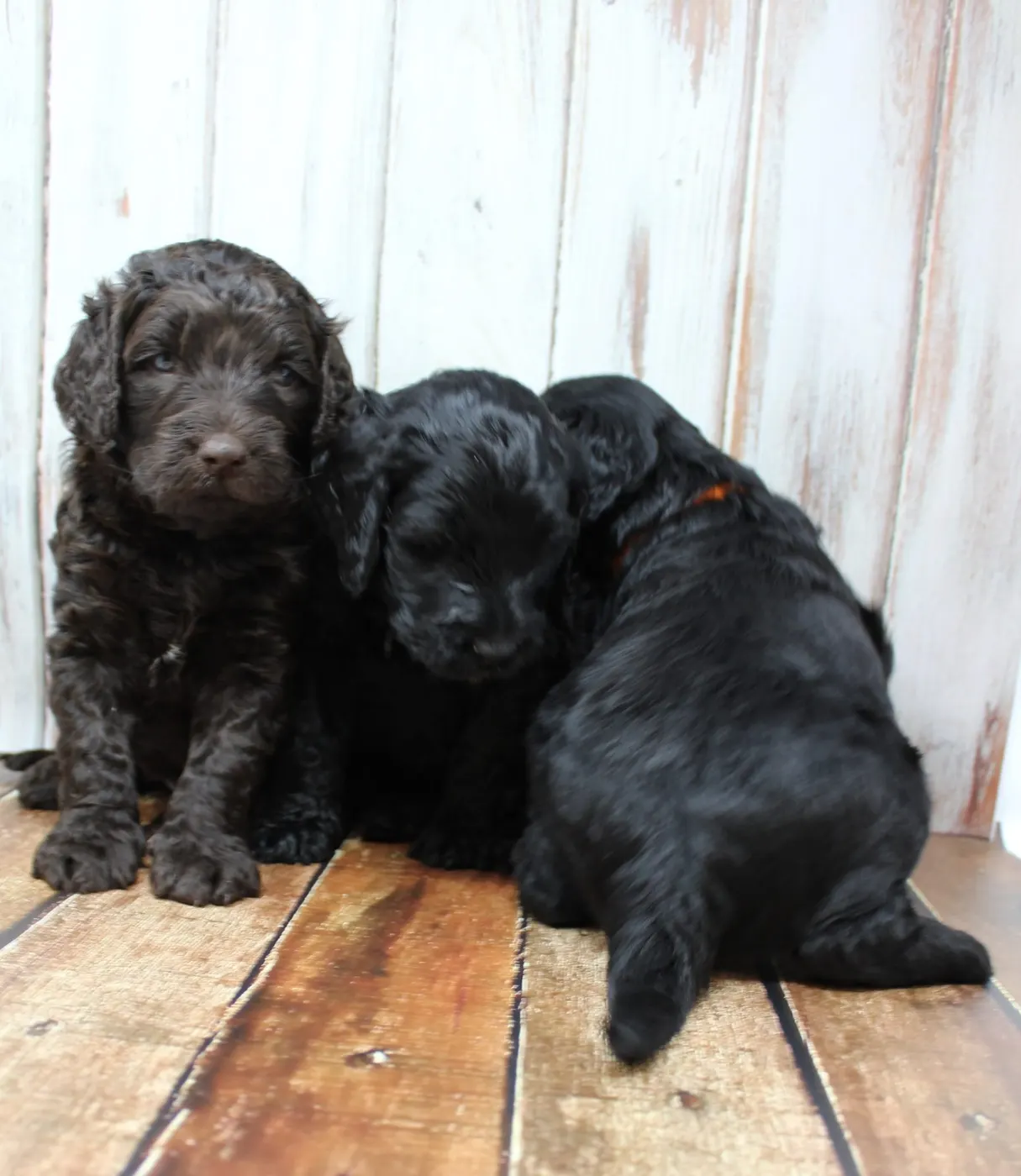 Gracie’s puppies are with their forever families