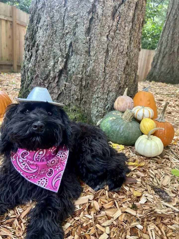 best labradoodle breeder Oregon