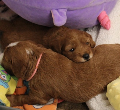 Three weeks pups 4