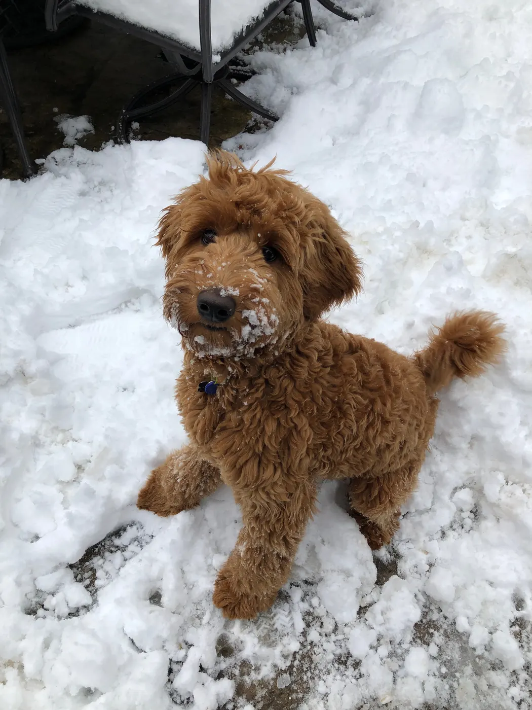 Oregon Salem puppies labradoodles