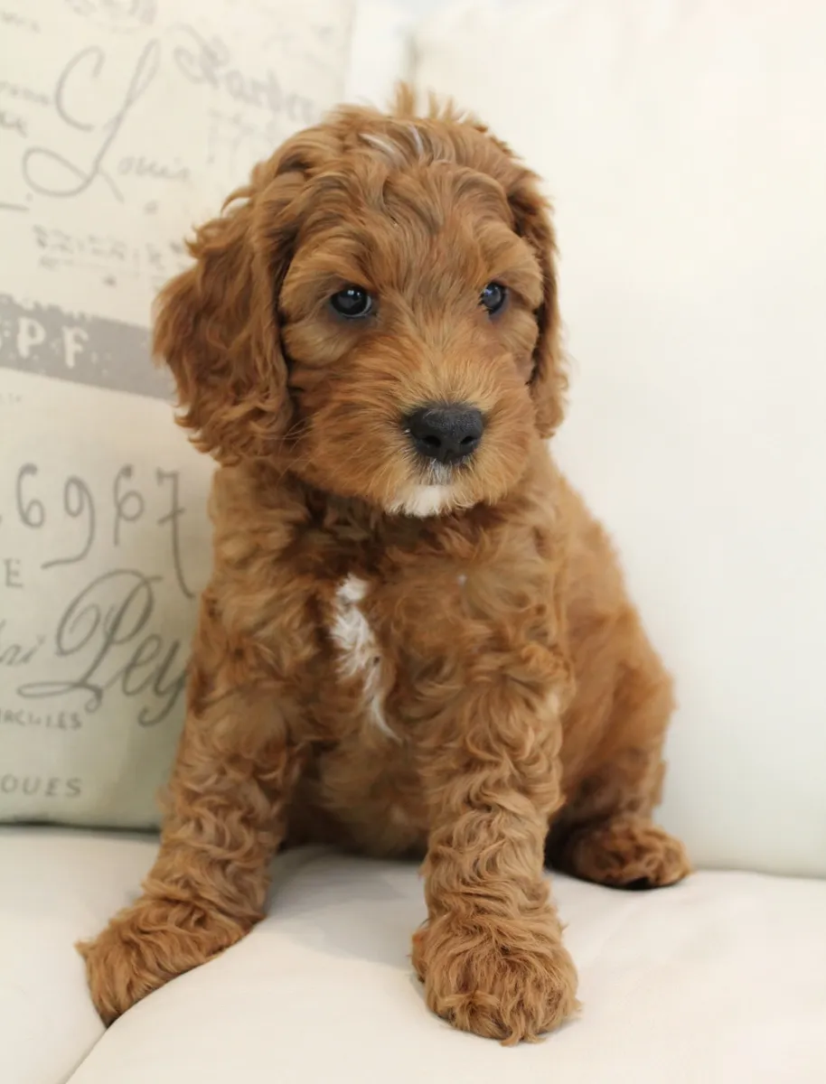 Sam, 6.25 lbs.