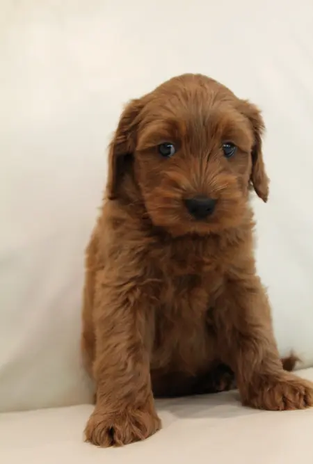 Seven weeks Milo 2