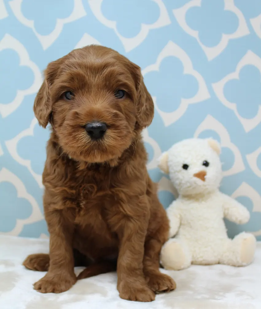 Hazel and Barkley’s puppies are home