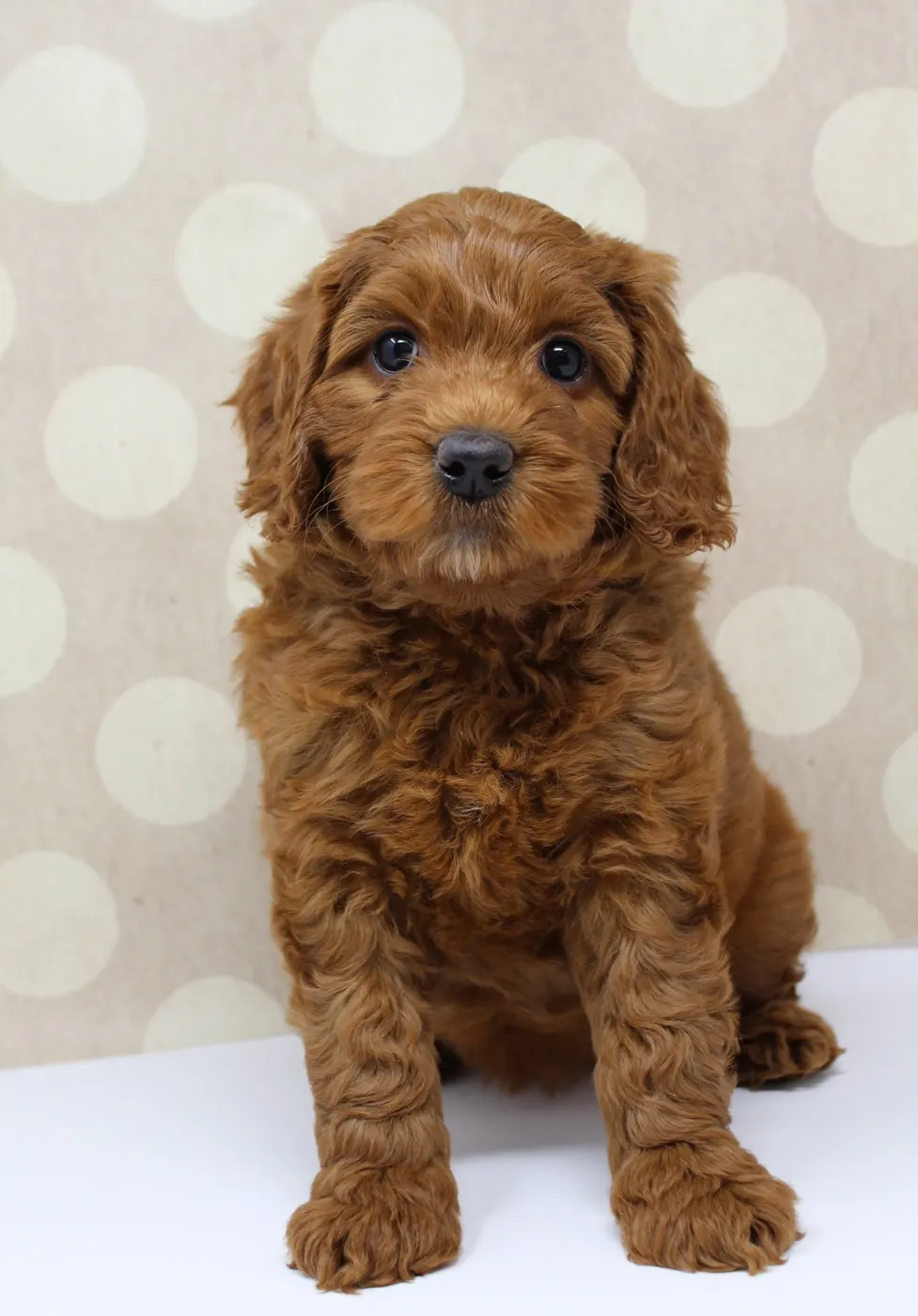 Gretel and Gunner’s puppies are home