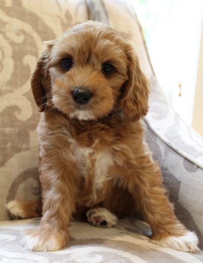 Kylie and Nelson's puppies are growing up!