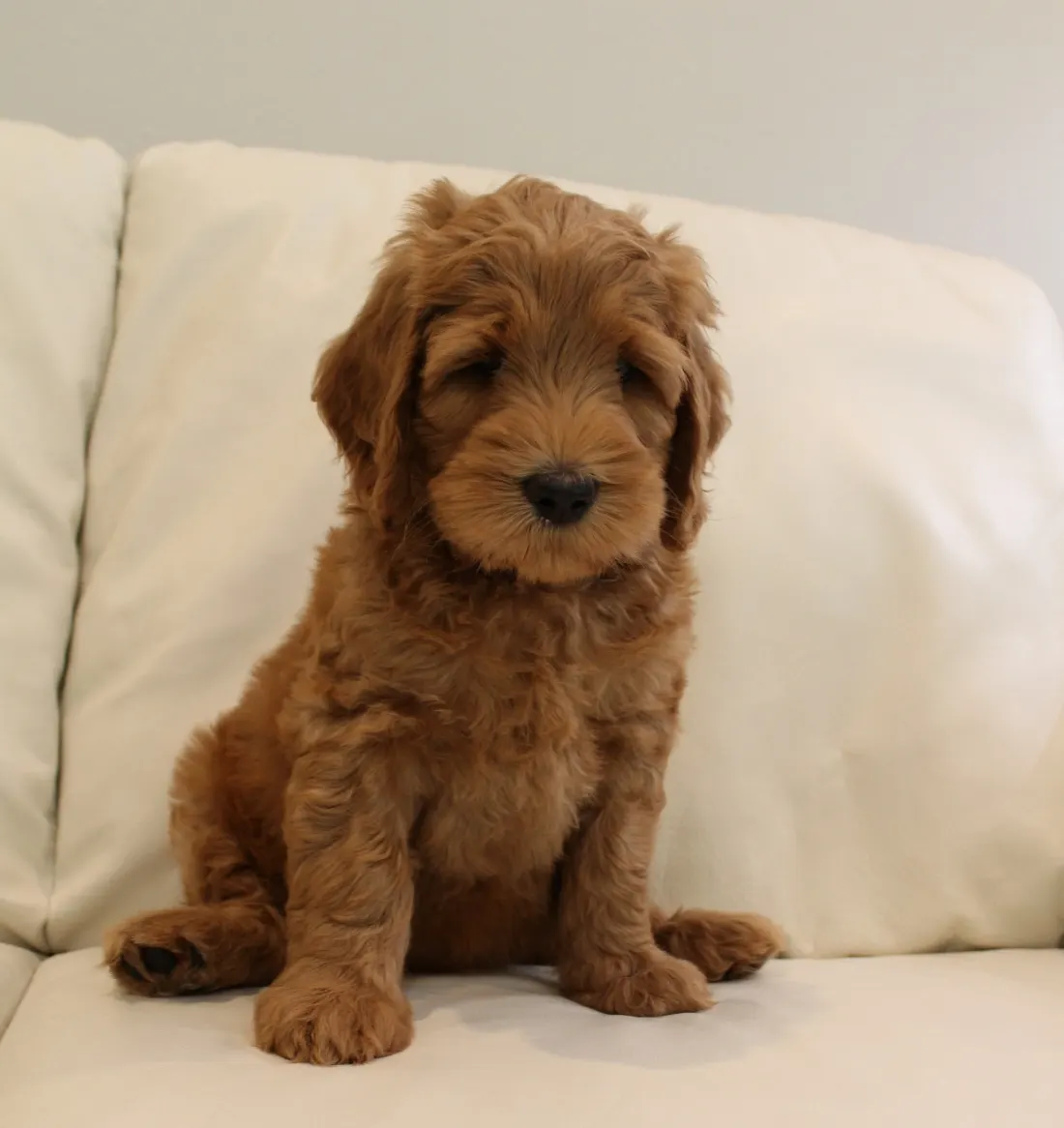 Gracie and Barkley’s litter is home