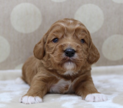 summer labradoodles puppies available