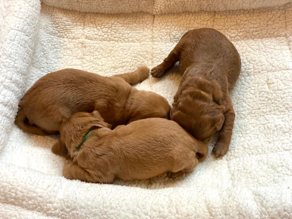 Emma and Watson’s puppies are home