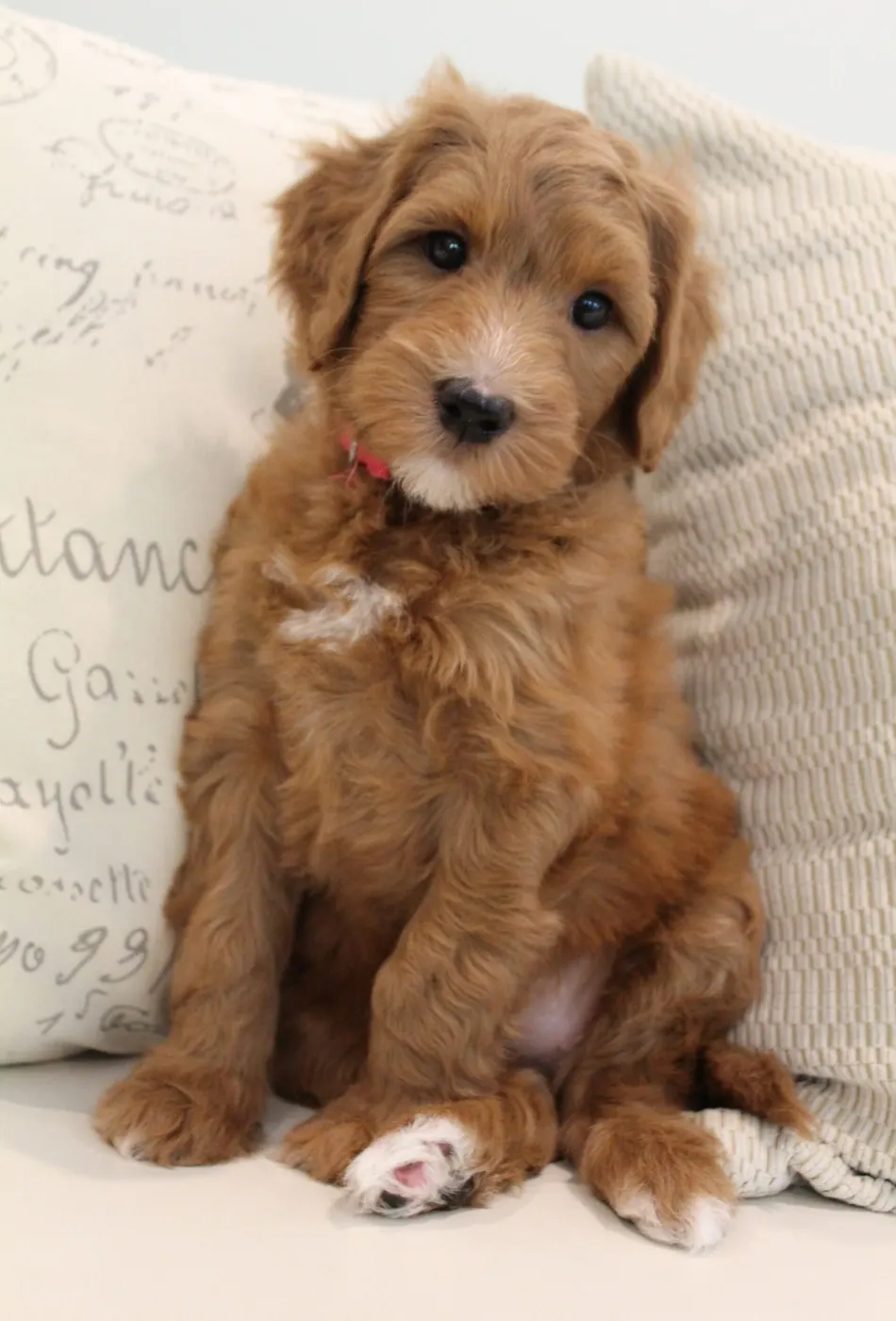 Seven-week-old puppy