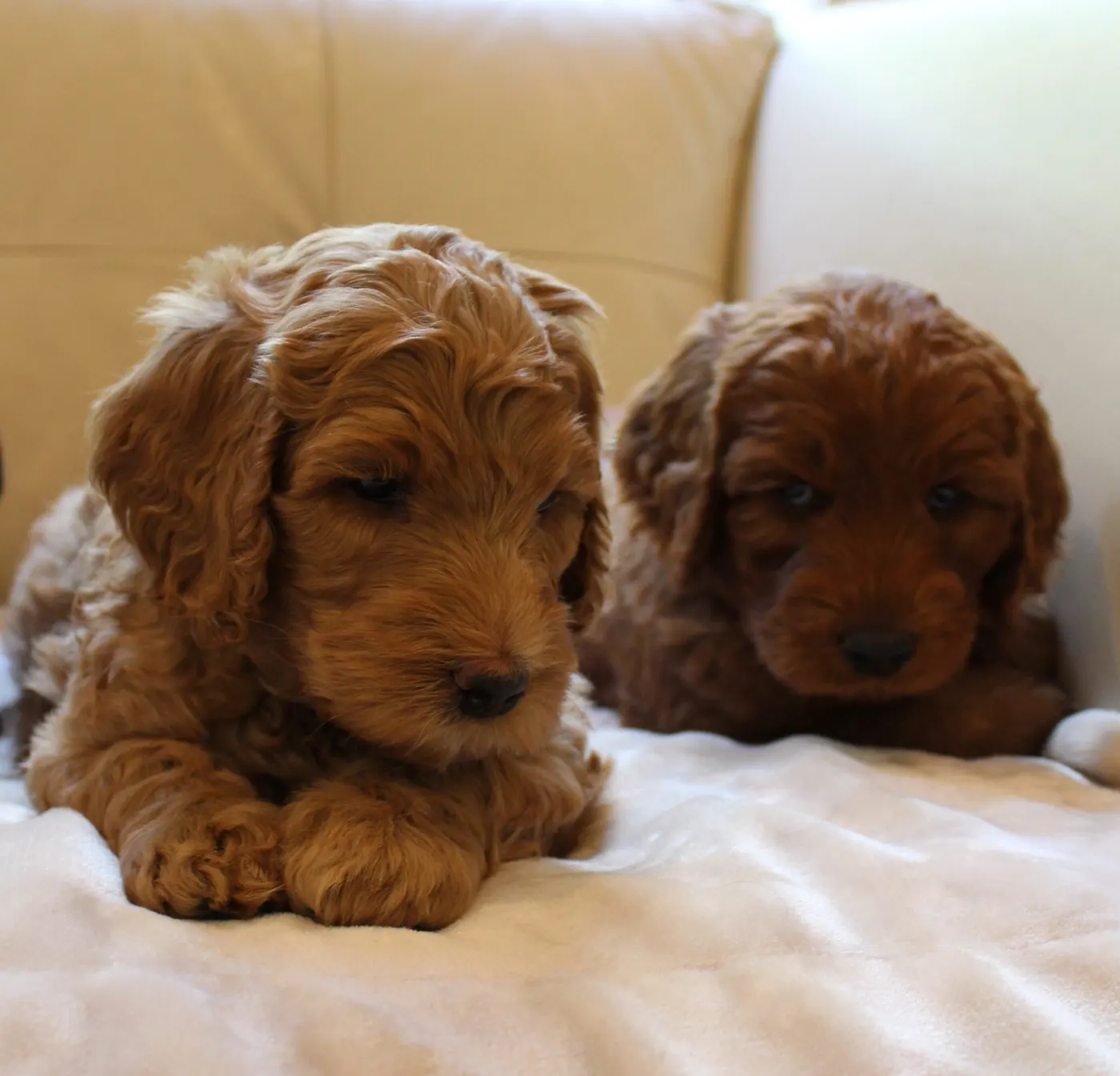 Oregon Australian Labradoodles