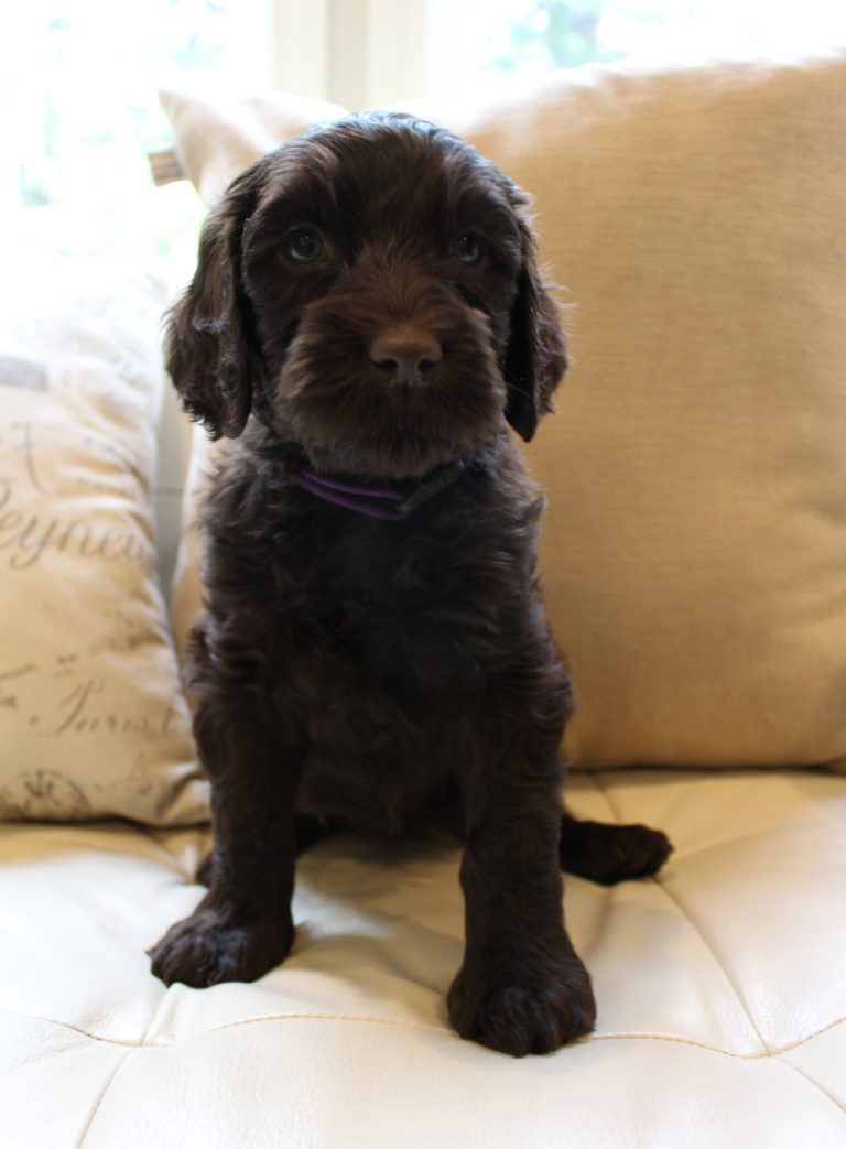 Lizzy and Basil’s pups went home