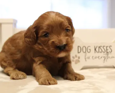 Three weeks Mandy 2