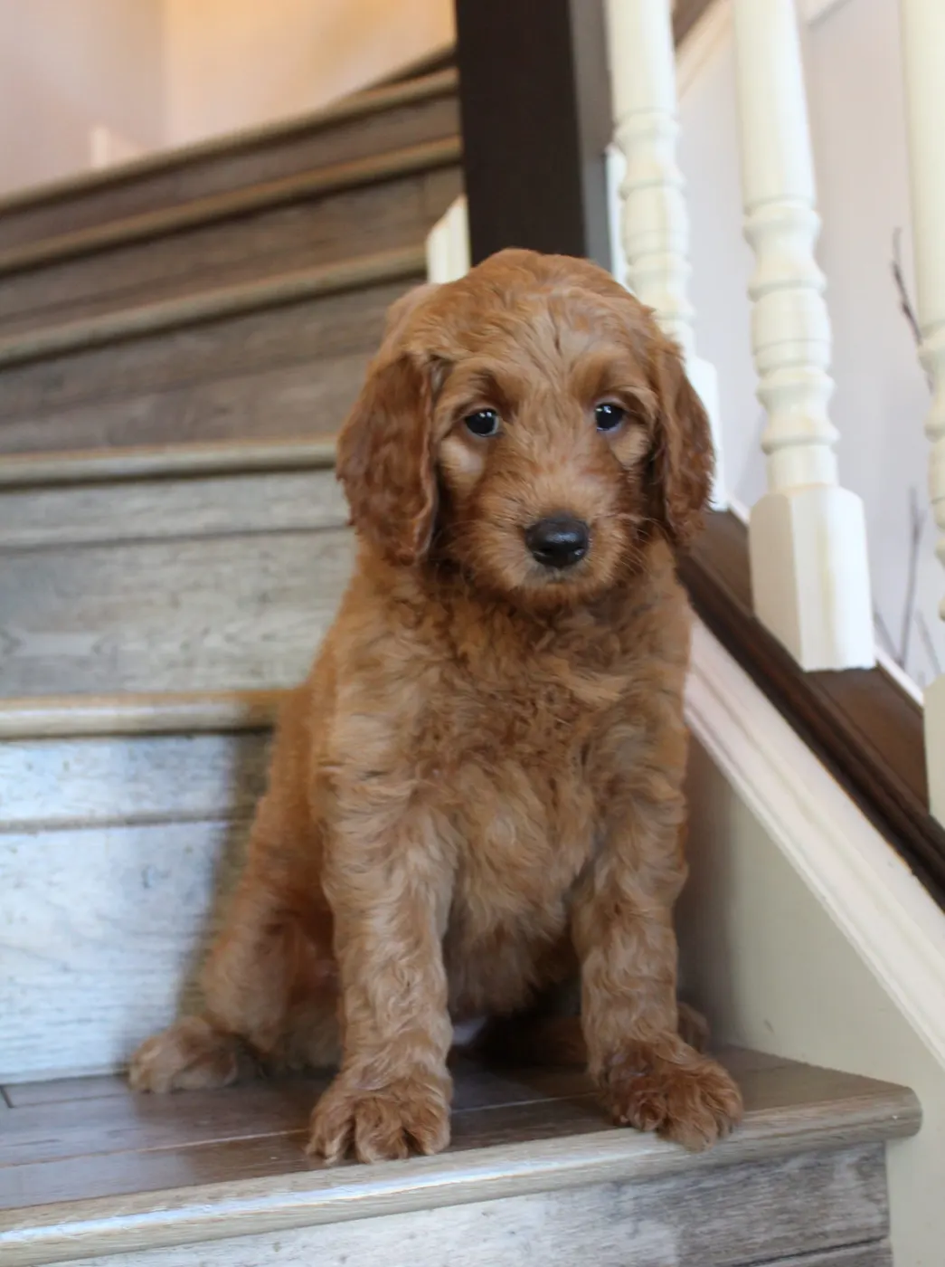 Bella and Gunner’s Bumble Bee puppies are home