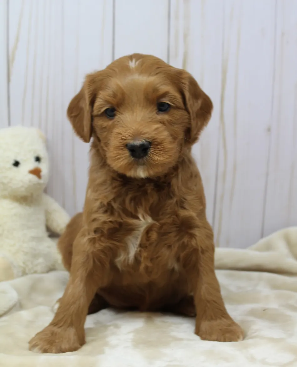 Emma and Watson’s puppies are home