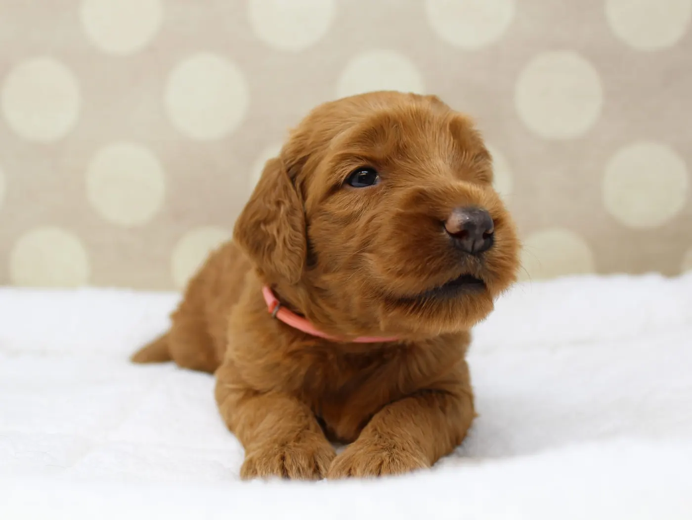 Bella and Gunner’s Bumble Bee puppies are home