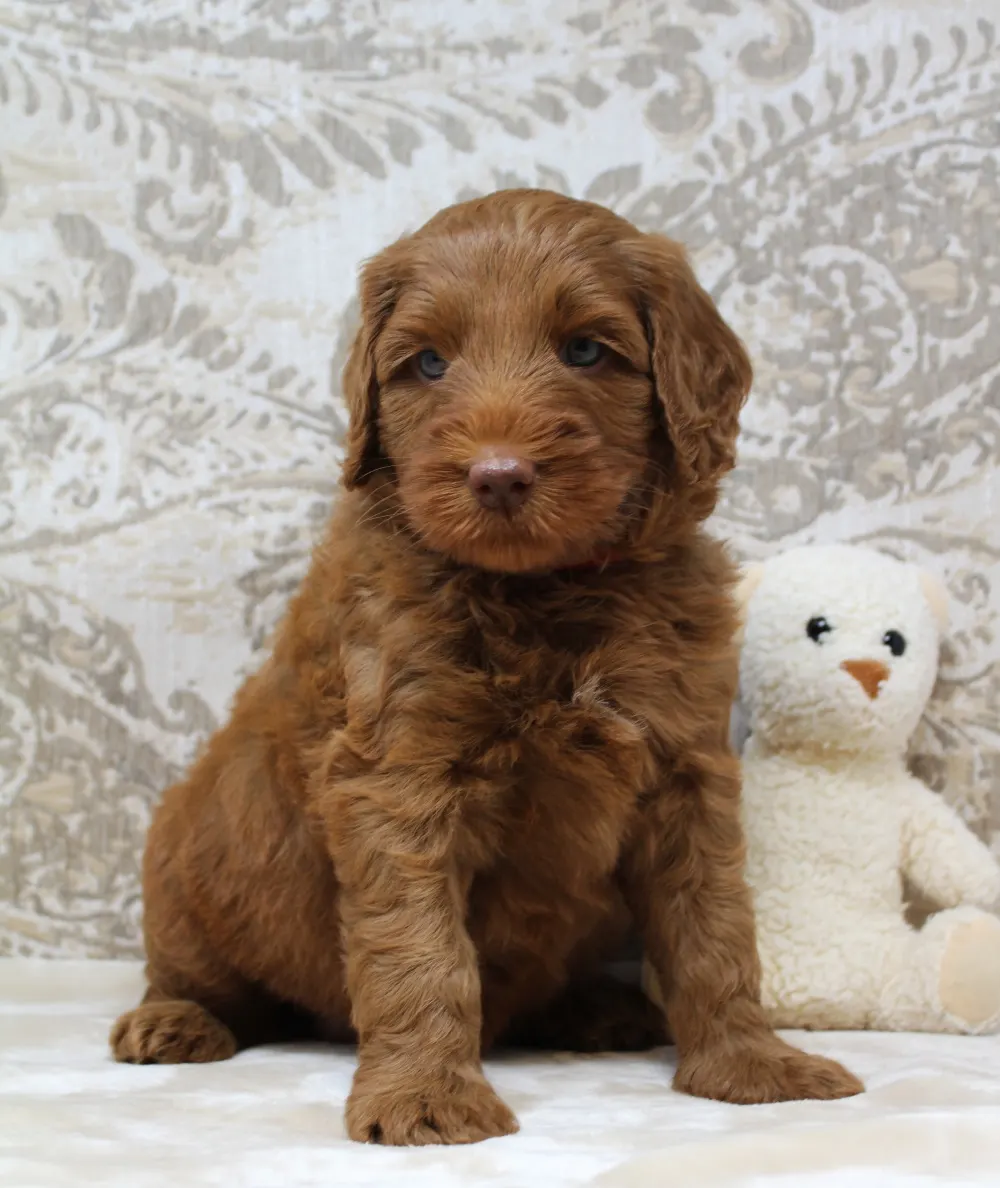 Gracie and Barkley’s litter is home