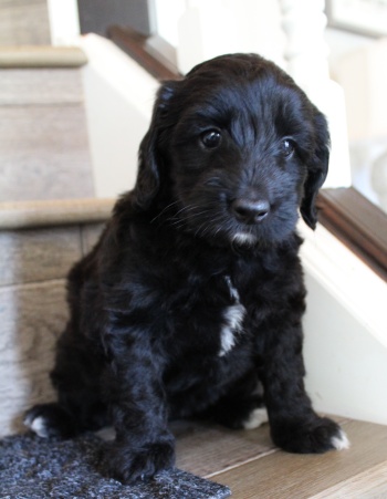 Kylie and Nelson’s puppies are home