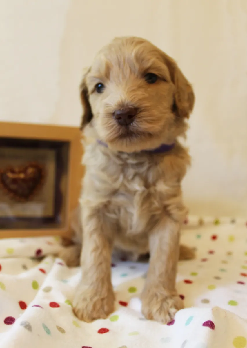 Roo and Basil’s puppies are with their forever families