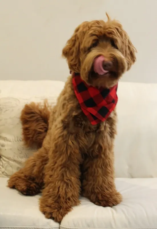 Suzy brings us beautiful red puppies in medium to standard size