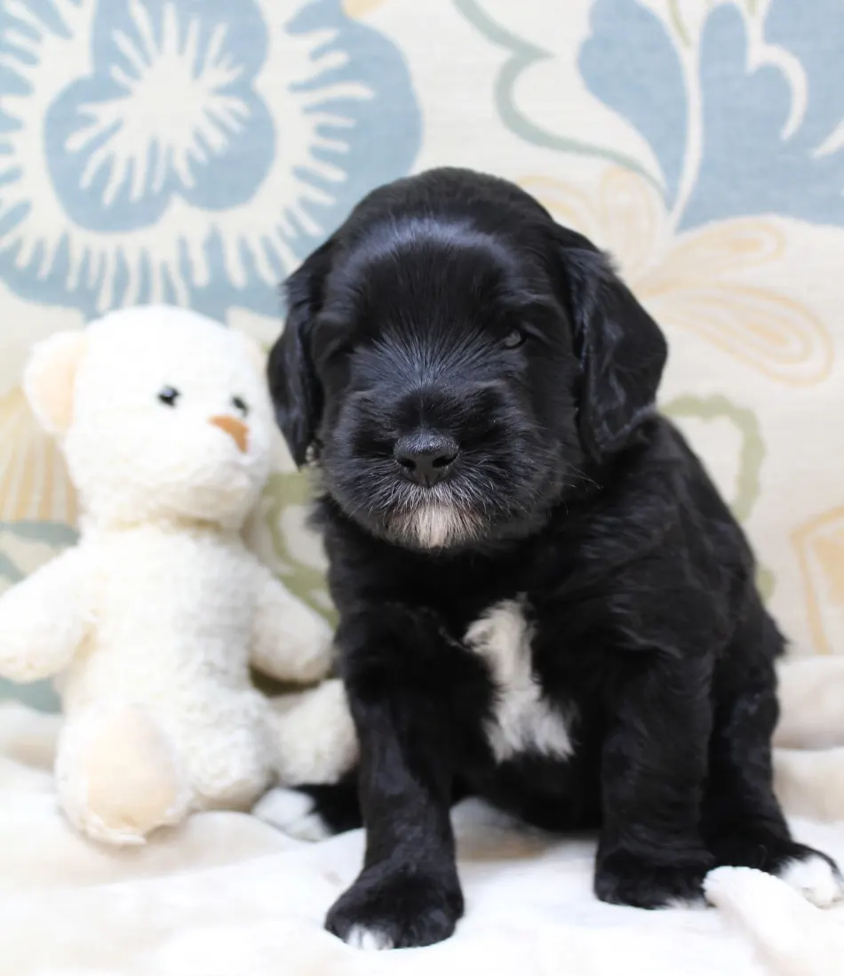 Clara Jane and Bear’s pups are home