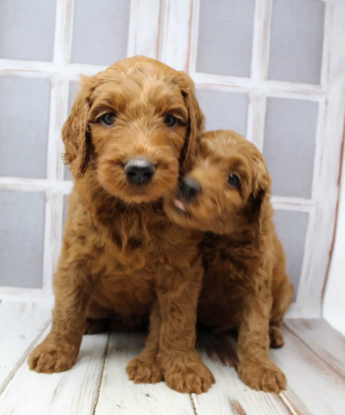 Bella and Gunner’s Bumble Bee puppies are home